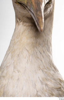 Bird 10 neck 0002.jpg